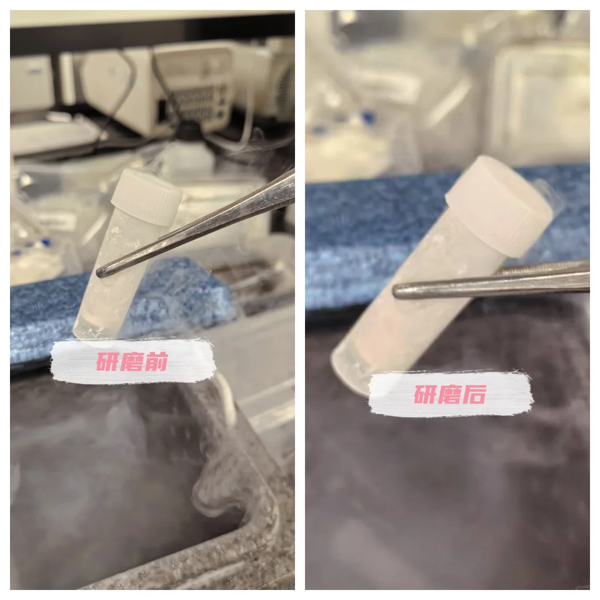 ??內臟研磨實驗記錄_2_科研小凈_來自小紅書網頁版.jpg