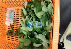 全自動樣品研磨儀研磨降香黃檀樹葉、樹枝